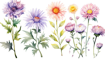 a collection of soft watercolor asters flowers isolated on a transparent background, generative ai