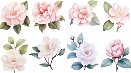 a collection of soft watercolor camellias flowers isolated on a transparent background, generative ai
