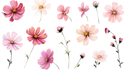 a collection of soft pink watercolor cosmos flowers isolated on a transparent background, generative ai