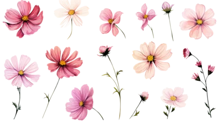 Foto op Aluminium a collection of soft pink watercolor cosmos flowers isolated on a transparent background, generative ai © Perfect PNG