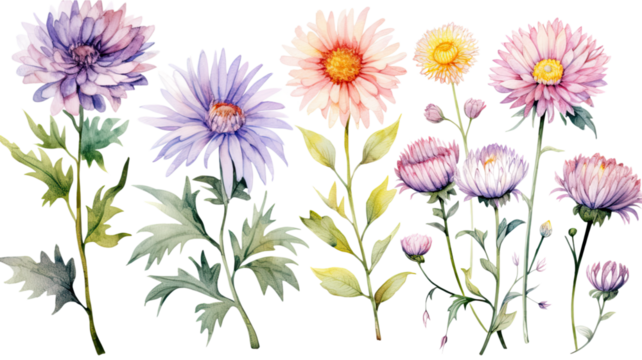 a collection of soft watercolor asters flowers isolated on a transparent background, generative ai
