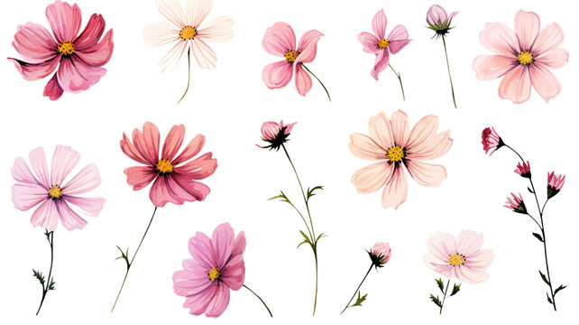 a collection of soft pink watercolor cosmos flowers isolated on a transparent background, generative ai