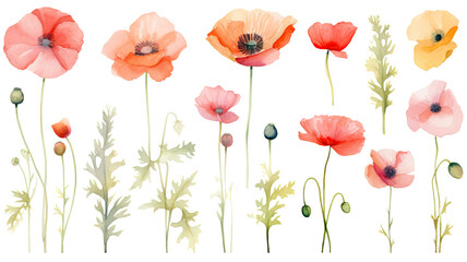 a collection of soft watercolor poppies flowers isolated on a transparent background, generative ai