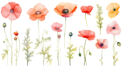 a collection of soft watercolor poppies flowers isolated on a transparent background, generative ai