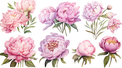 a collection of soft watercolor peonies flowers isolated on a transparent background, generative ai