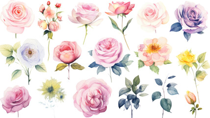 a collection of soft watercolor roses flowers isolated on a transparent background, generative ai