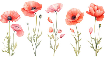 a collection of soft watercolor poppies flowers isolated on a transparent background, generative ai