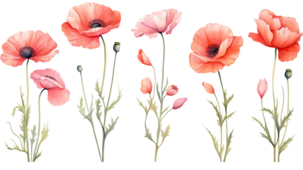 Gardinen a collection of soft watercolor poppies flowers isolated on a transparent background, generative ai © Perfect PNG