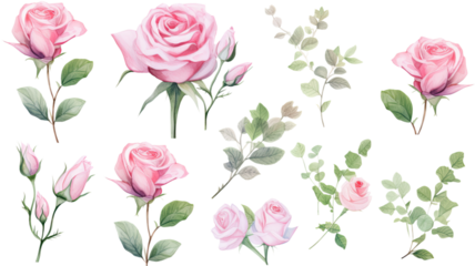 a collection of soft watercolor roses flowers isolated on a transparent background, generative ai