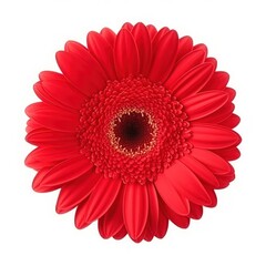 Gerbera flower isolated. Illustration AI Generative