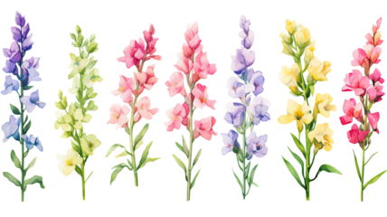 a collection of soft watercolor snapdragons flowers isolated on a transparent background, generative ai