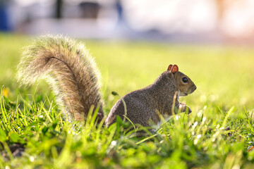 Obraz premium Curious beautiful wild gray squirrel looking up on green grass in summer town park