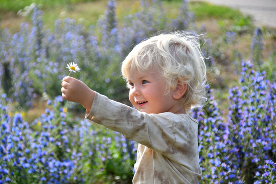 Outdoor portrait of little cute blond boy holding daisy flower