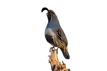Gambel's Quail (Callipepla gambelii) Photo, Perched on a Transparent Background