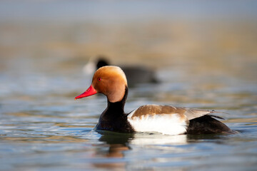 Swimming duck. Red-crested Pochard. (Netta rufina). Blue nature background.
