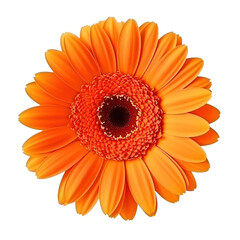 Gerbera flower isolated. Illustration AI Generative