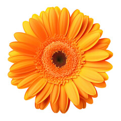 Gerbera flower isolated. Illustration AI Generative