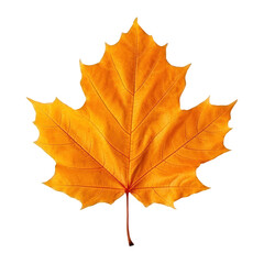 Naklejka na ściany i meble Autumn leaf isolated. Illustration AI Generative.