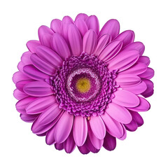 Gerbera flower isolated. Illustration AI Generative