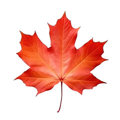 Autumn leaf isolated. Illustration AI Generative.