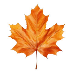 Obraz premium Autumn leaf isolated. Illustration AI Generative.