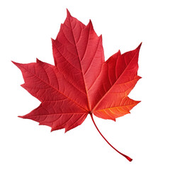 Autumn leaf isolated. Illustration AI Generative.