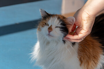A woman's hand stroking a tricolor cat on a neutral background, scratching a pet, caring for a beloved pet.