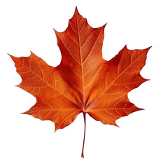 Obraz premium Autumn leaf isolated. Illustration AI Generative.