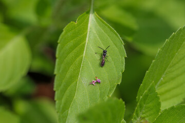 A wasp resting on a tulsi / holy basil leaf next to fallen petals