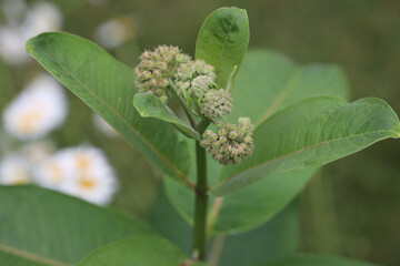 Common milkweed flowers budding in the summertime