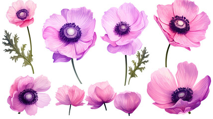 a collection of grunge oil painted anemones isolated on a transparent background, generative ai