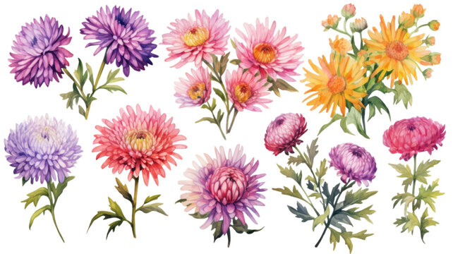 a collection of grunge oil painted asters isolated on a transparent background, generative ai