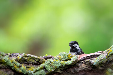 Cute little bird. Nature background. Coal Tit. (Periparus ater.) 