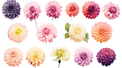 a collection of grunge oil painted dahlia flowers isolated on a transparent background, generative ai