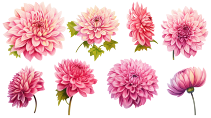 a collection of grunge oil painted dahlias isolated on a transparent background, generative ai