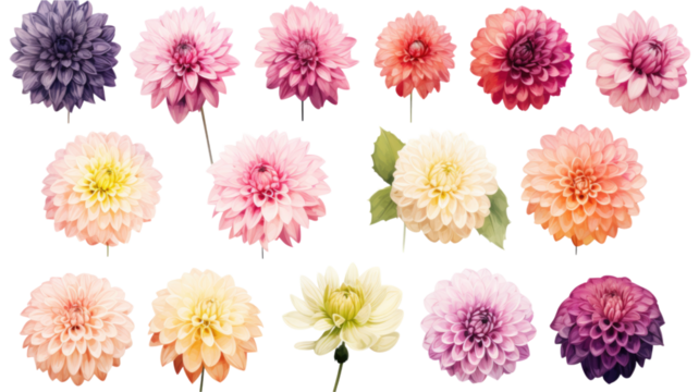 a collection of grunge oil painted dahlia flowers isolated on a transparent background, generative ai