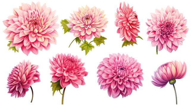 a collection of grunge oil painted dahlias isolated on a transparent background, generative ai