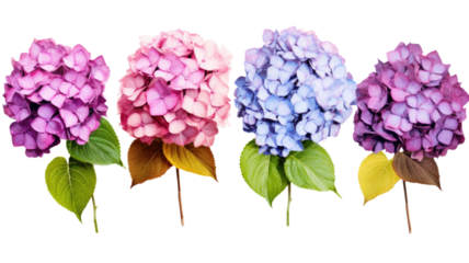 a collection of grunge oil painted hydrangeas flowers isolated on a transparent background, generative ai
