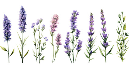 a collection of grunge oil painted lavender flowers isolated on a transparent background,...