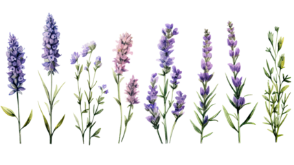 a collection of grunge oil painted lavender flowers isolated on a transparent background, generative ai