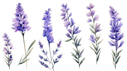 a collection of grunge oil painted lavender flowers isolated on a transparent background, generative ai
