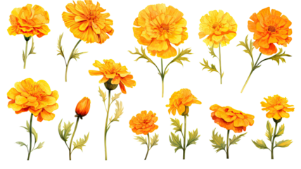 a collection of grunge oil painted marigolds flowers isolated on a transparent background, generative ai