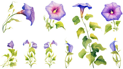 a collection of grunge oil painted morning glories flowers isolated on a transparent background, generative ai