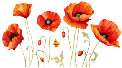 Keuken spatwand met foto a collection of grunge oil painted poppies flowers isolated on a transparent background, generative ai © Perfect PNG