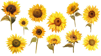 a collection of grunge oil painted sunflowers flowers isolated on a transparent background, generative ai