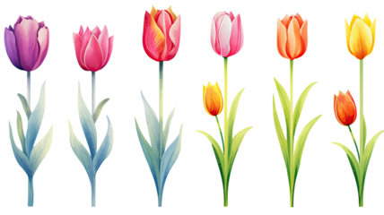 a collection of grunge oil painted tulips flowers isolated on a transparent background, generative ai