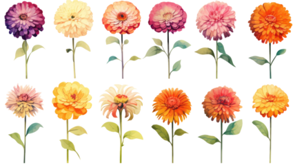 a collection of grunge oil painted zinnias flowers isolated on a transparent background, generative ai