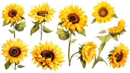 a collection of retro oil painted sunflowers flowers isolated on a transparent background, generative ai