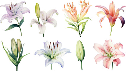 a collection of watercolor lilies flowers isolated on a transparent background, generative ai