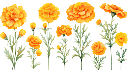 a collection of watercolor marigolds flowers isolated on a transparent background, generative ai